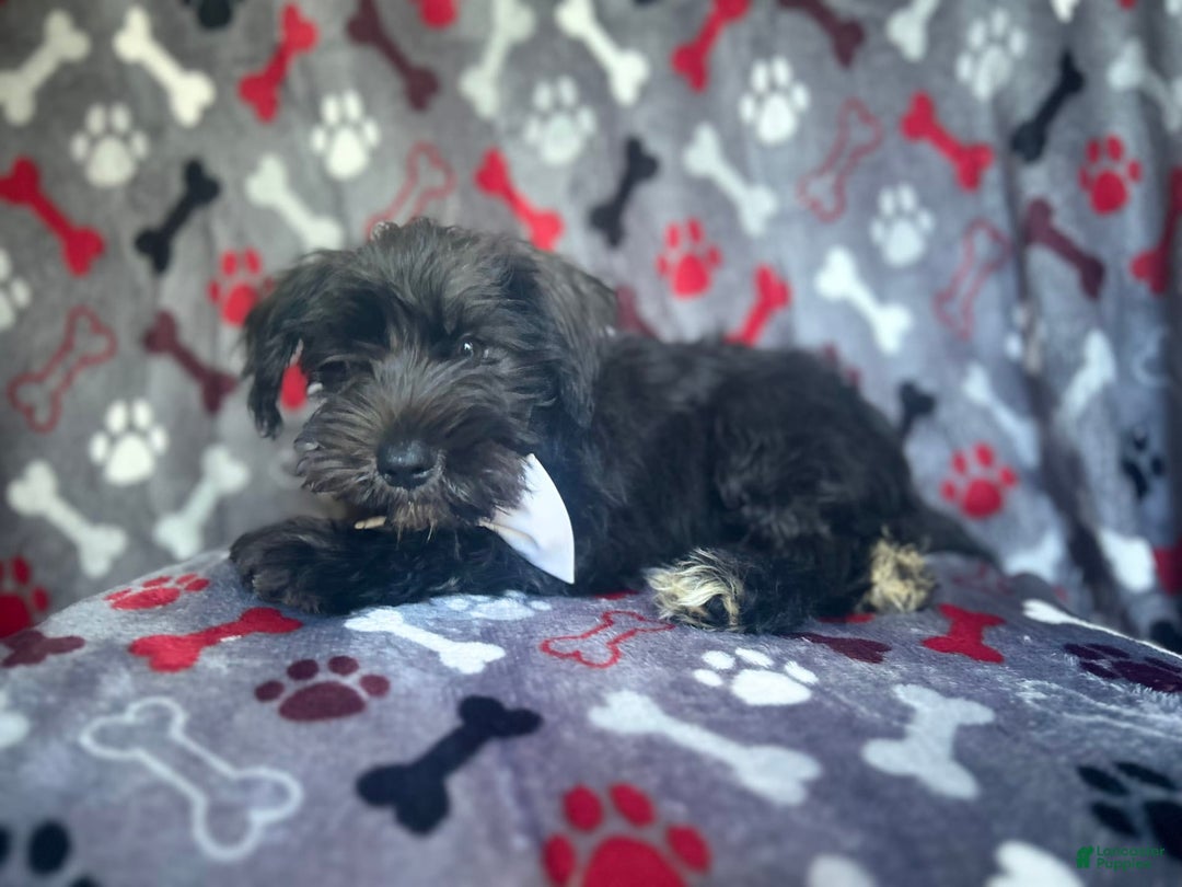Miniature Schnauzer dogs for sale: Rover - Image 6