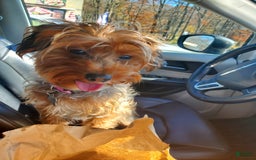 Yorkiepoo dogs for sale: Bailey - Image 3