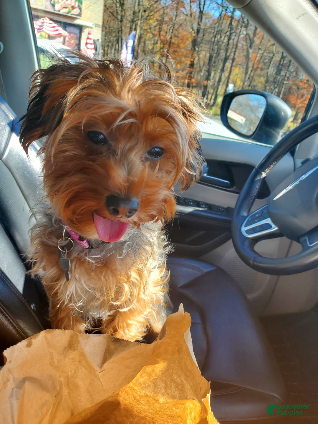 Yorkiepoo dogs for sale: Bailey - Image 3