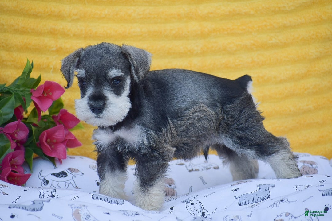 Miniature Schnauzer dogs for sale: Vincent - Image 1