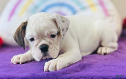 English Bulldog dogs for sale: Laura - Image 3
