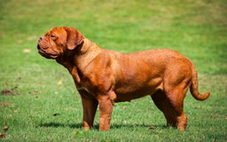 Dogue De Bordeaux dogs for sale: Green Female - Image 11