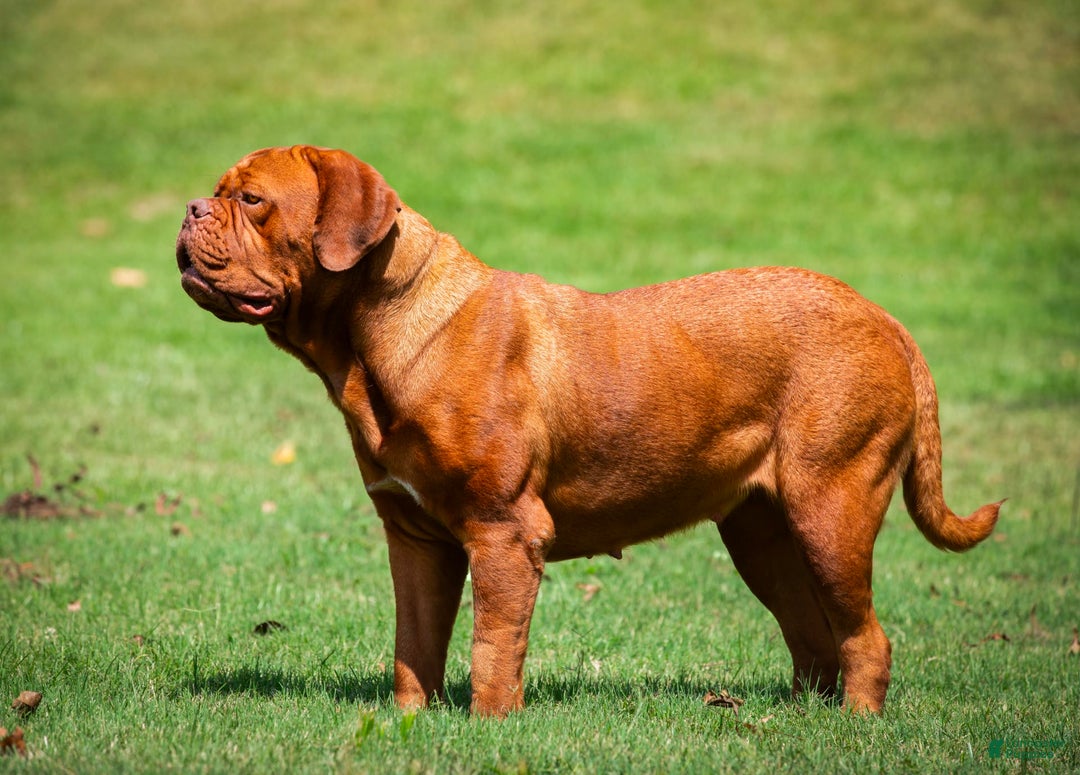 Dogue De Bordeaux dogs for sale: Green Female - Image 11