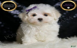 Maltese dogs for sale: Chrystal - Image 3