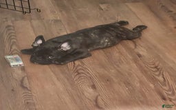 French Bulldog dogs for sale: Coco - Image 7