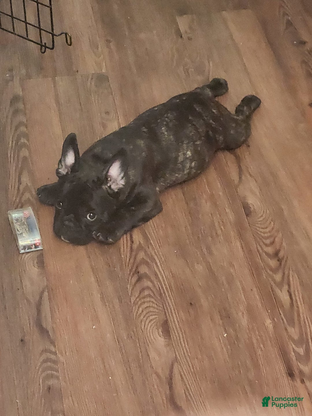 French Bulldog dogs for sale: Coco - Image 7