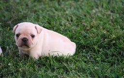 French Bulldog dogs for sale: Lincoln - Image 12