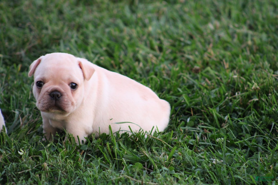French Bulldog dogs for sale: Lincoln - Image 12