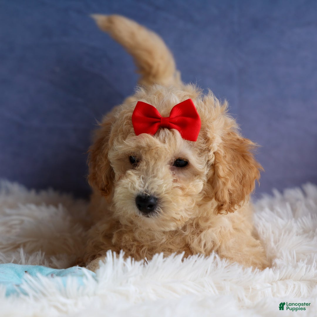 Bichpoo dogs for sale: Tyson - Image 23
