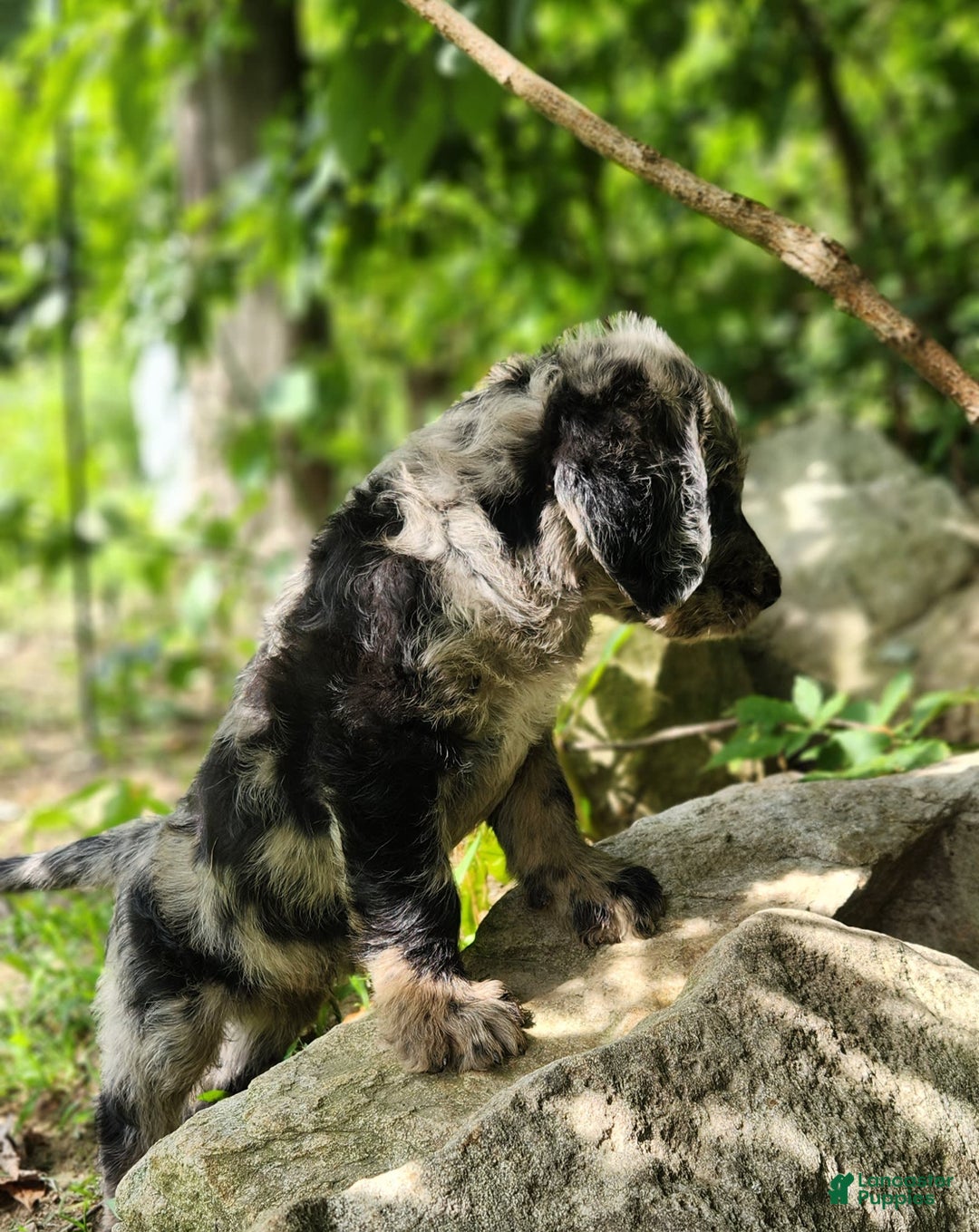 Labradoodle dogs for sale: Madrid - Image 3