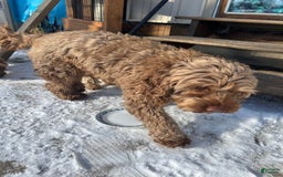 Cockapoo dogs for sale: Bonnie - Image 7