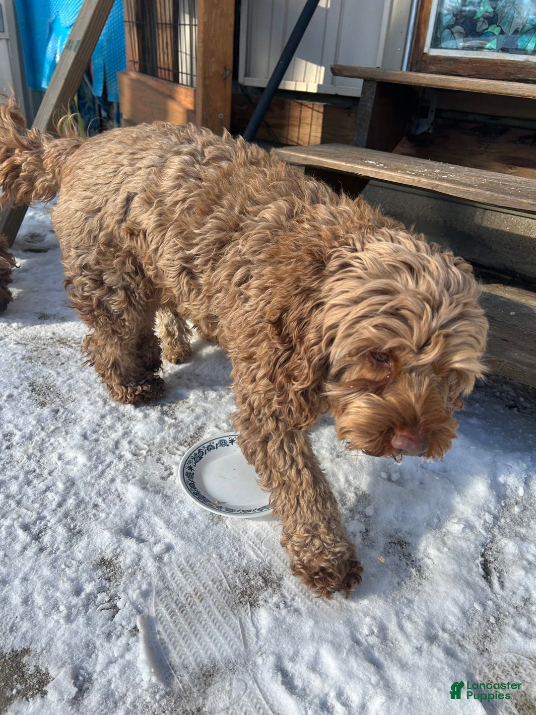 Cockapoo dogs for sale: Bonnie - Image 7