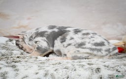 French Bulldog dogs for sale: French Bulldog 6 puppies - Image 8
