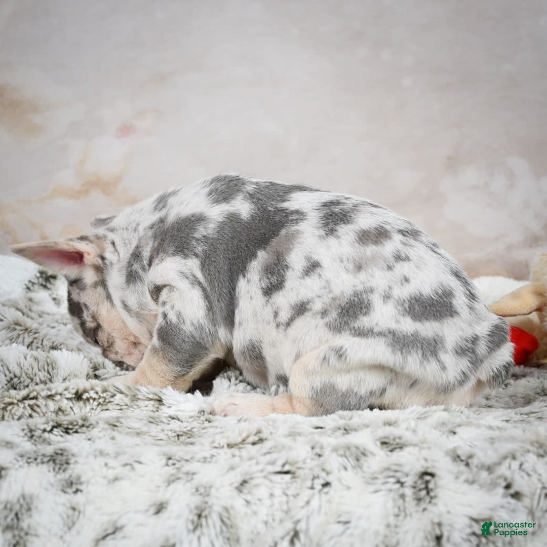 French Bulldog dogs for sale: French Bulldog 6 puppies - Image 8