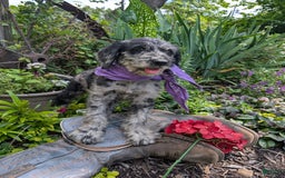 Labradoodle dogs for sale: Bella - Image 8