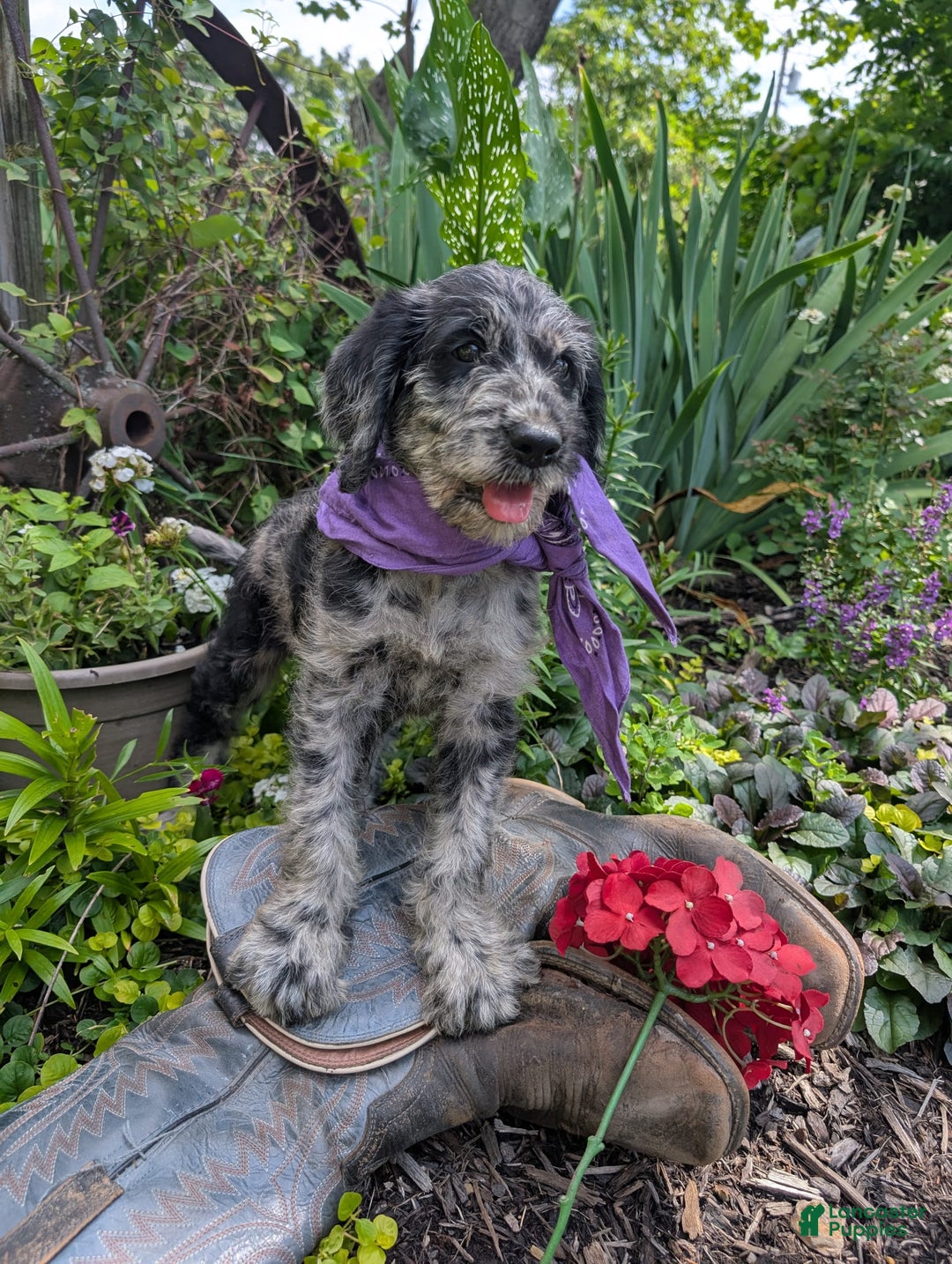 Labradoodle dogs for sale: Bella - Image 8