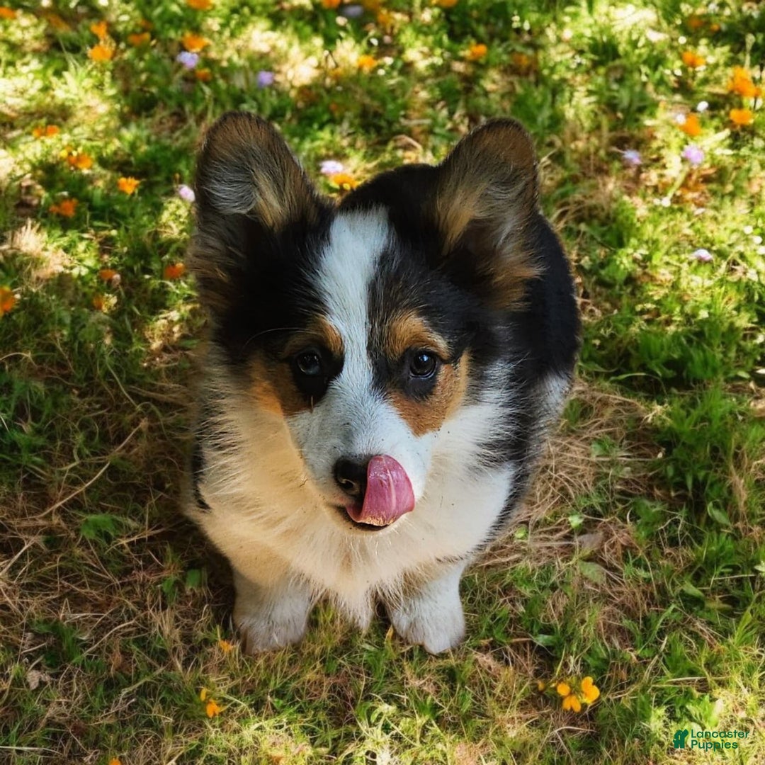 Welsh Corgi Pembroke dogs for sale: Tucker Fluffy - Image 8