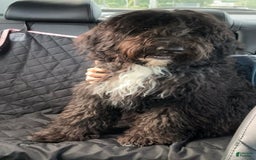 Portuguese Water Dog dogs for sale: Anubis - Image 2