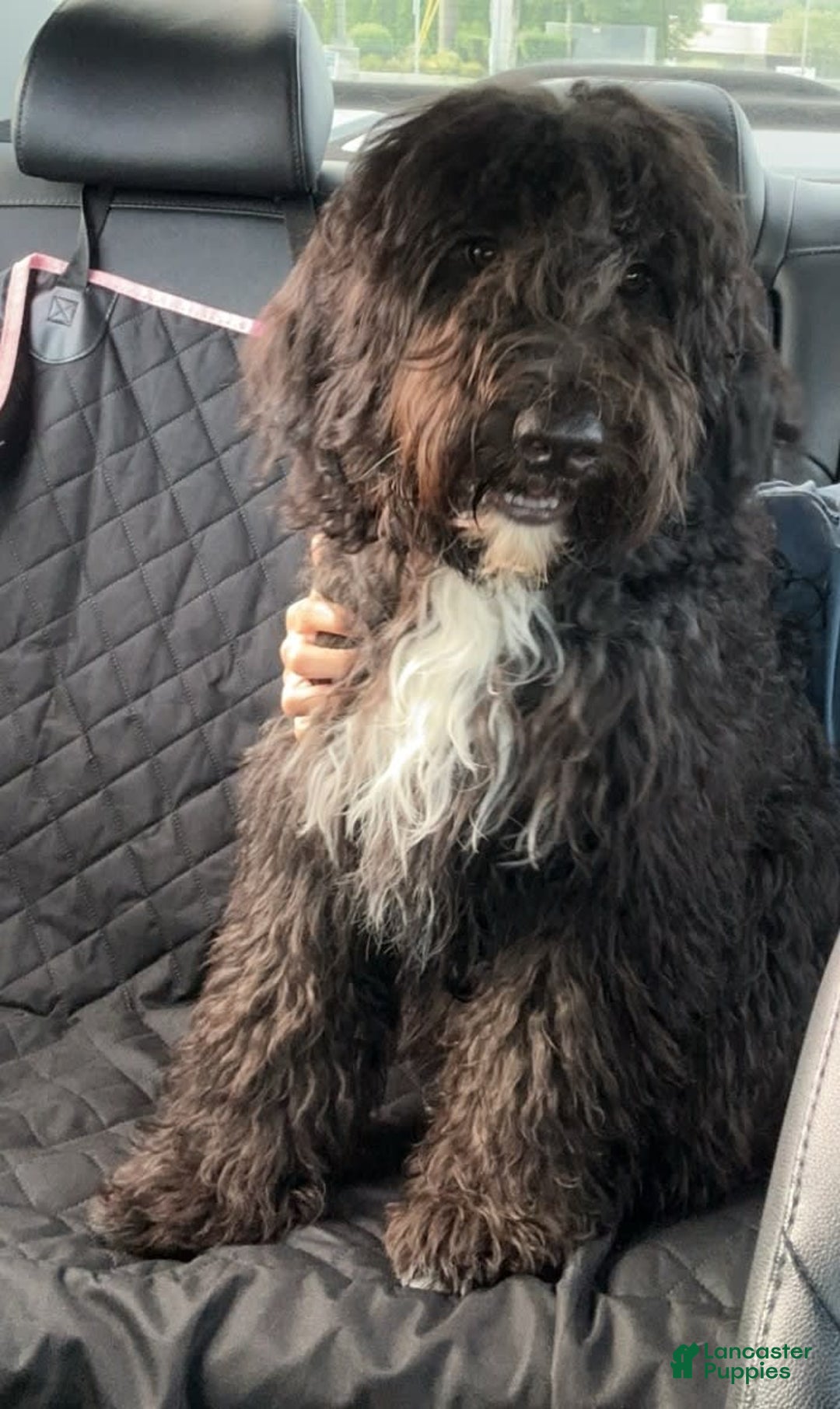 Portuguese Water Dog dogs for sale: Anubis - Image 2