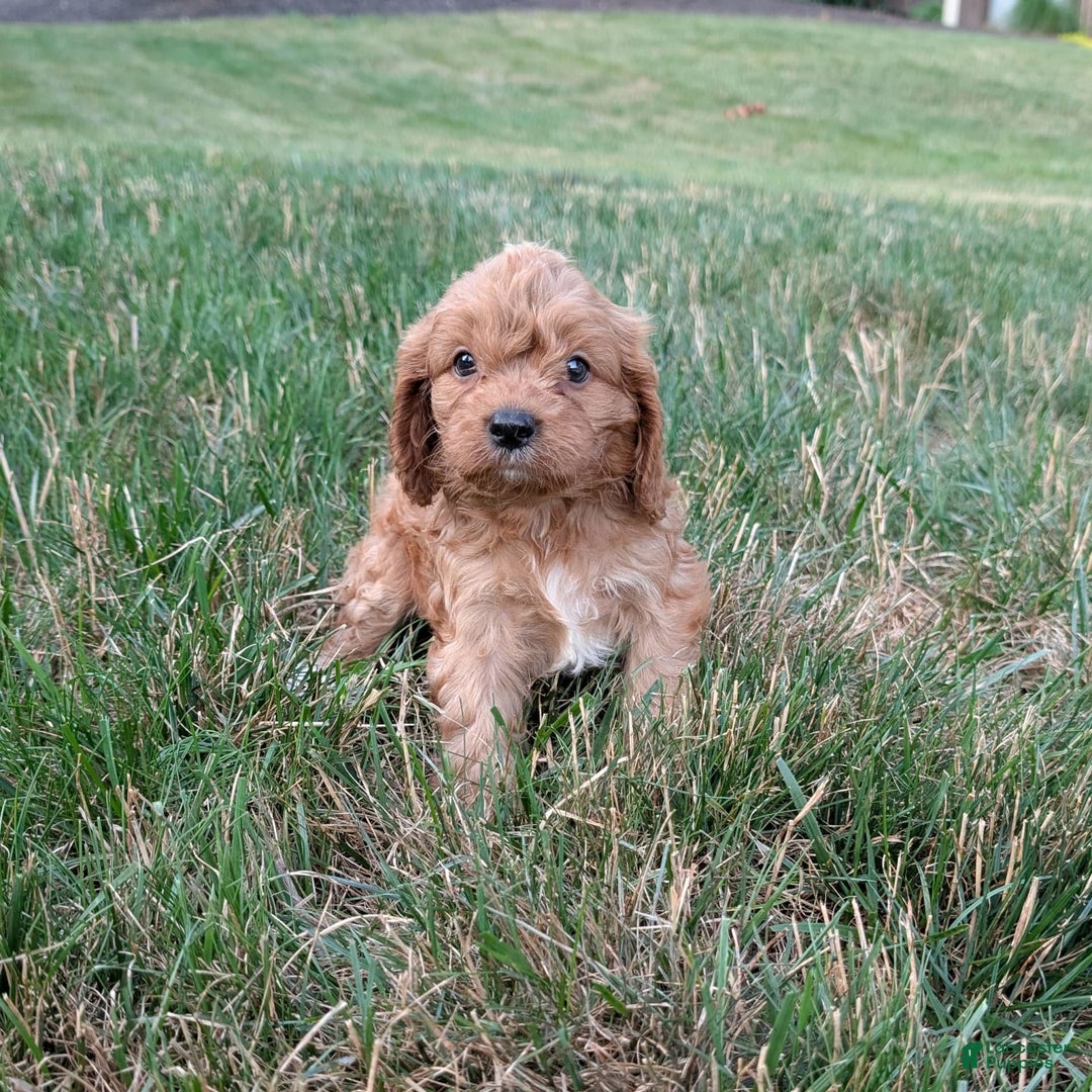 Cavapoo dogs for sale: Axel - Image 9