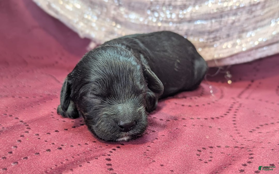Cockapoo dogs for sale: Emily - Image 22