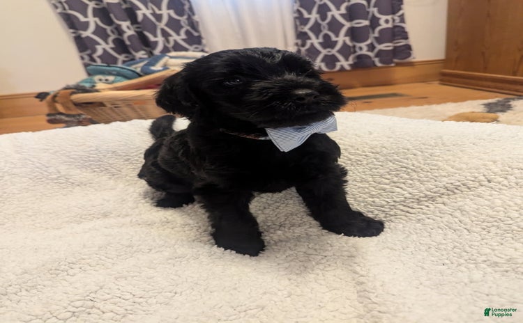 Labradoodle dogs for sale - Ad 1