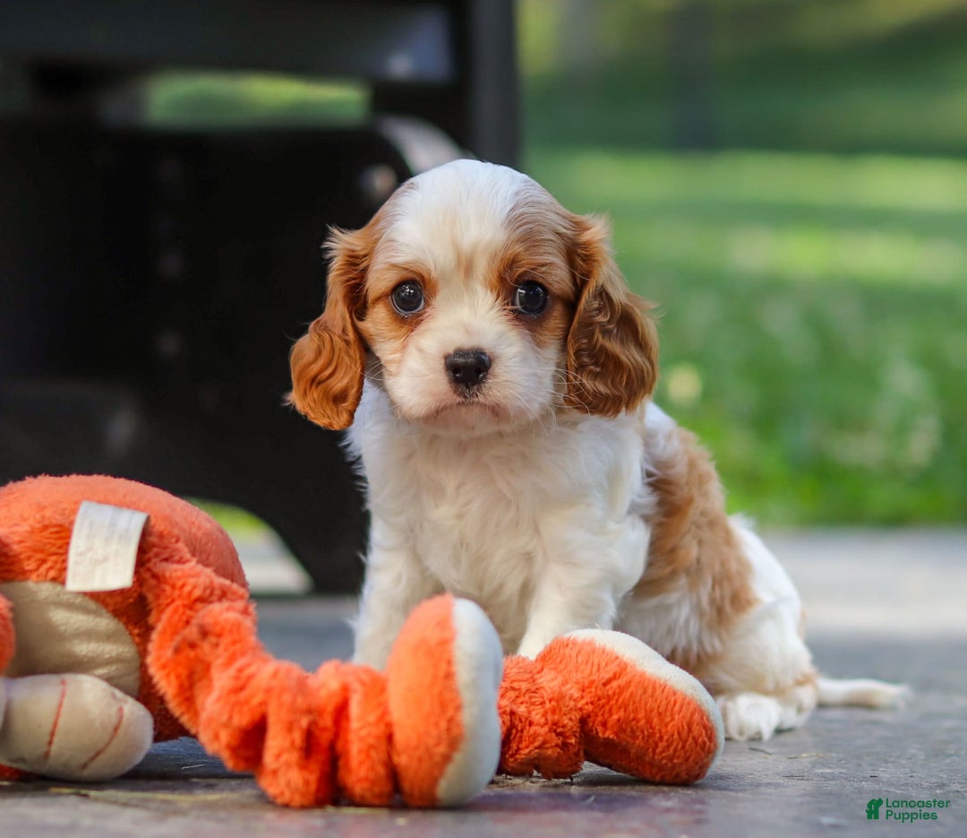 Cavalier King Charles Spaniel dogs for sale: Charlie - Image 6