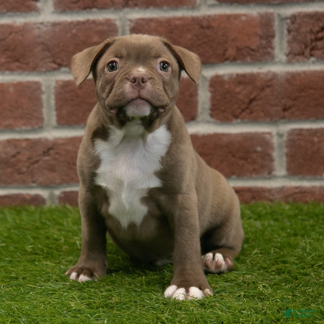 Frenchton dogs for sale: Scout - Image 10