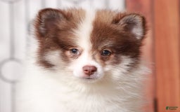 Pomeranian dogs for sale: Boris - Image 1