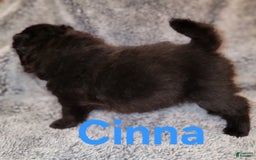 Chow Chow dogs for sale: Cinna - Image 2