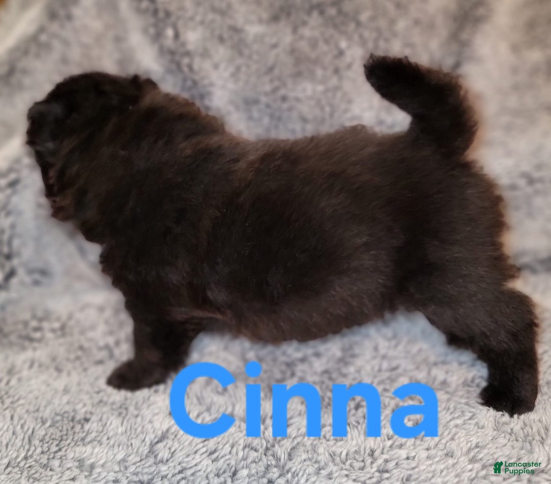 Chow Chow dogs for sale: Cinna - Image 2