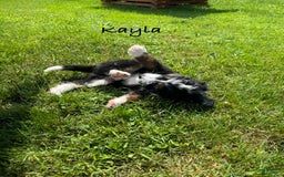 Bernedoodle dogs for sale: Kayla - Image 3
