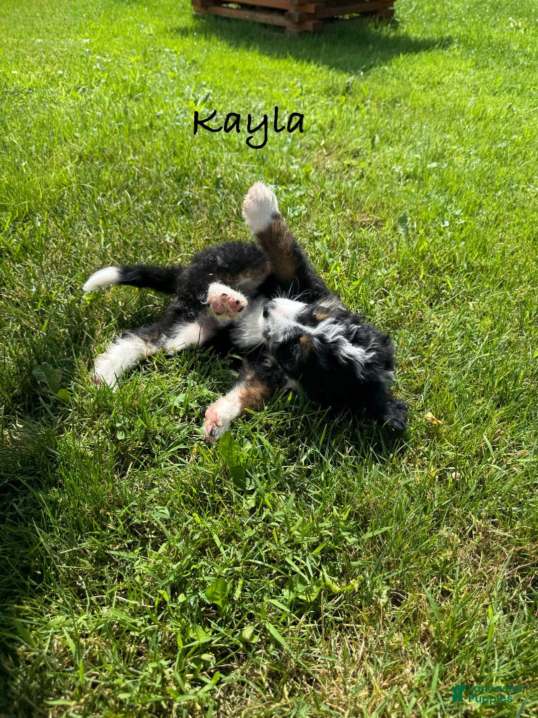 Bernedoodle dogs for sale: Kayla - Image 3