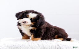 Bernese Mountain Dog dogs for sale: Marshmellow - Image 2