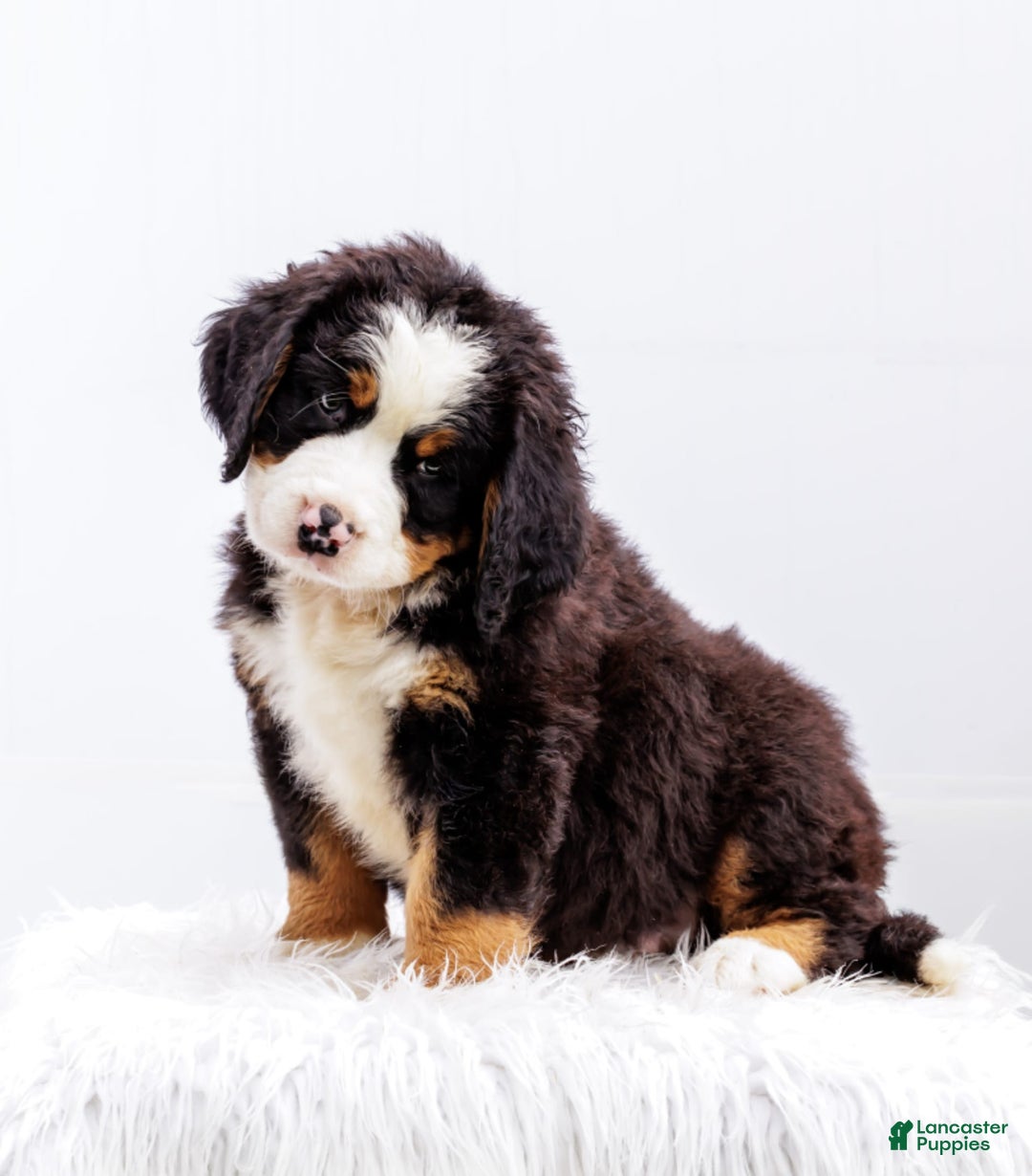 Bernese Mountain Dog dogs for sale: Marshmellow - Image 2