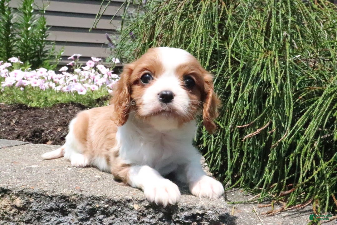 Cavalier King Charles Spaniel dogs for sale: Bella - Image 5