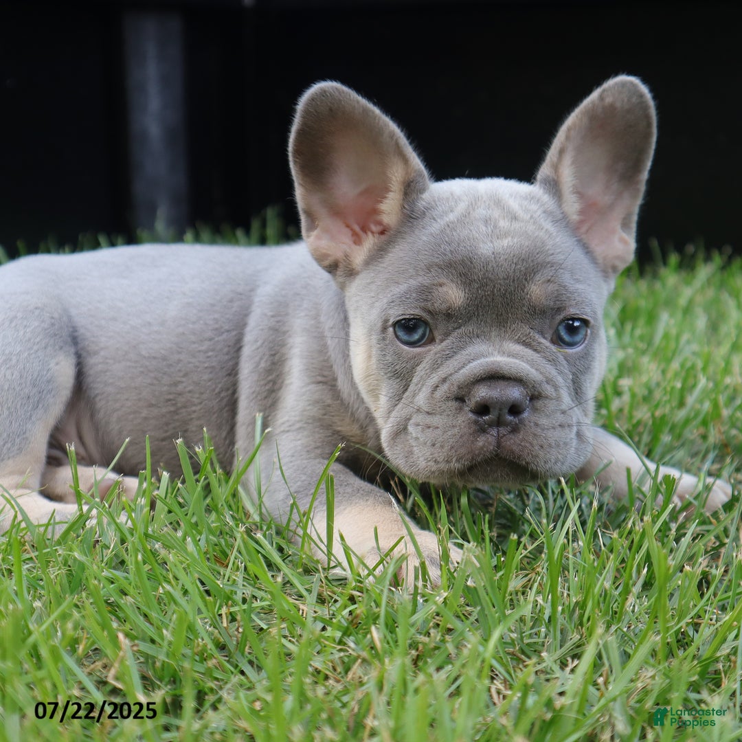 French Bulldog dogs for sale: Ben - Image 5