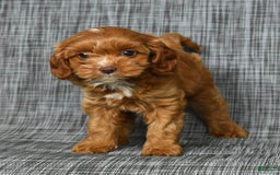 Cavapoo dogs for sale: Layla - Image 5