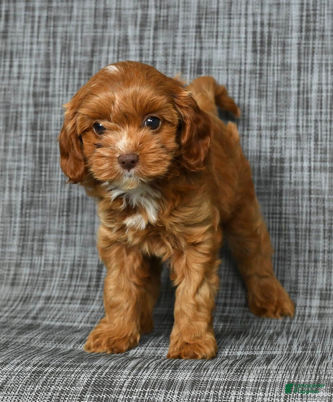 Cavapoo dogs for sale: Layla - Image 5