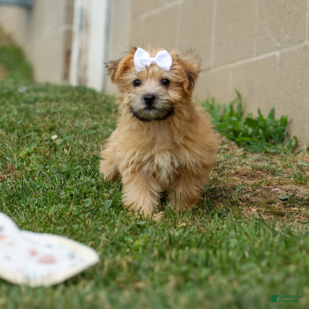 Yochon dogs for sale: Titus - Image 18