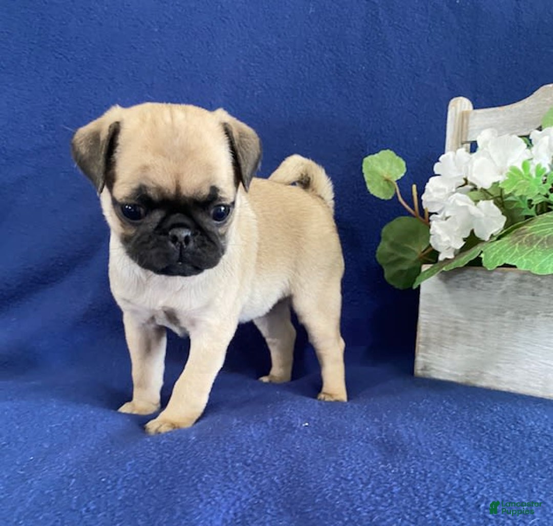 Pug dogs for sale: Elsie - Image 4