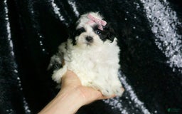 Maltipoo dogs for sale: Bonnie - Image 7