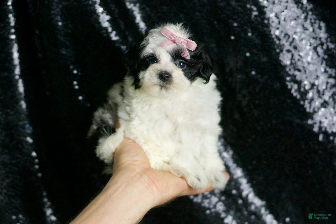 Maltipoo dogs for sale: Bonnie - Image 7