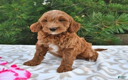 Mini Goldendoodle dogs for sale: Daisy - Image 17