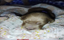 Mini Goldendoodle dogs for sale: Betsy - Image 9