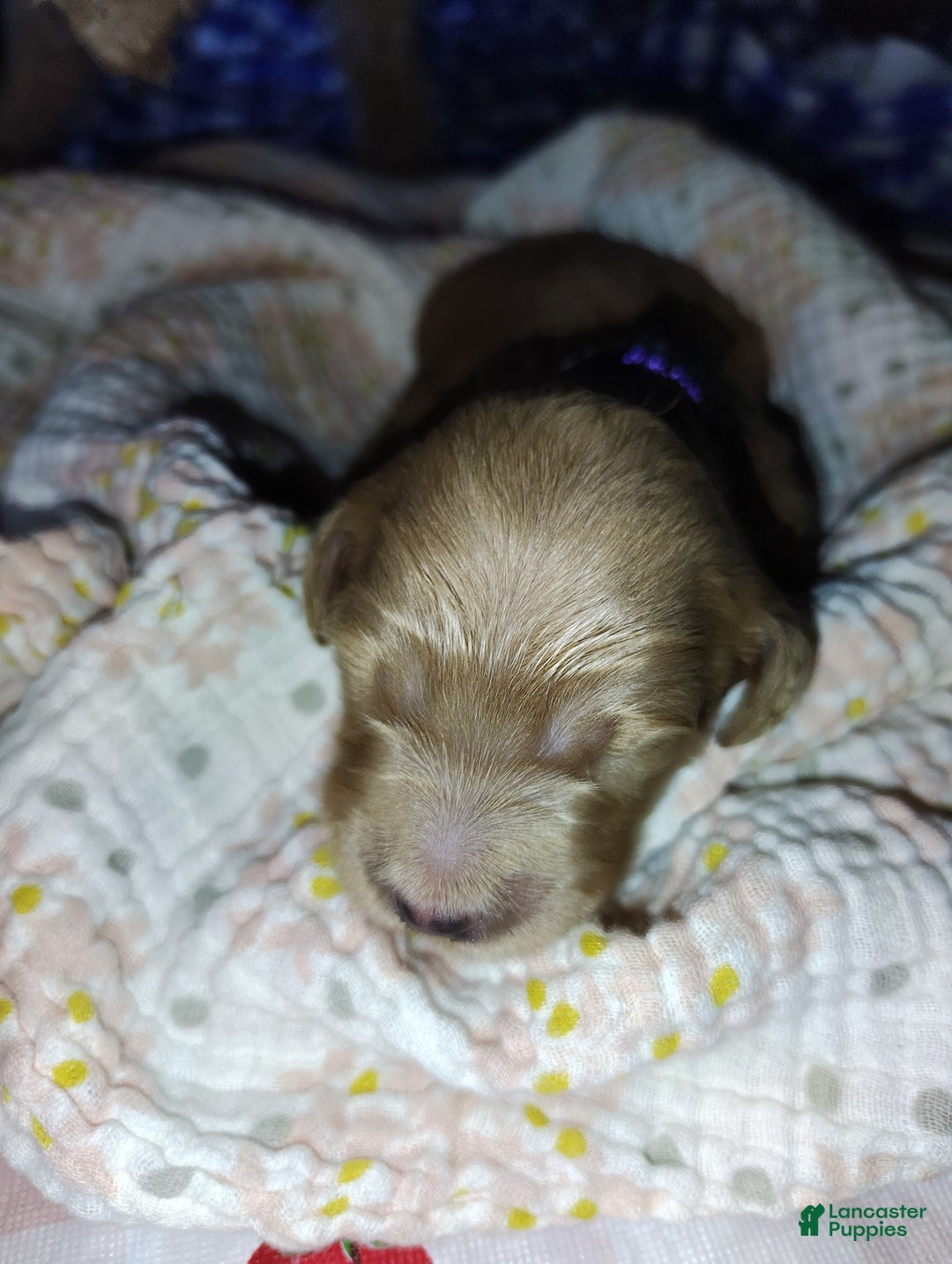 Mini Goldendoodle dogs for sale: Betsy - Image 9