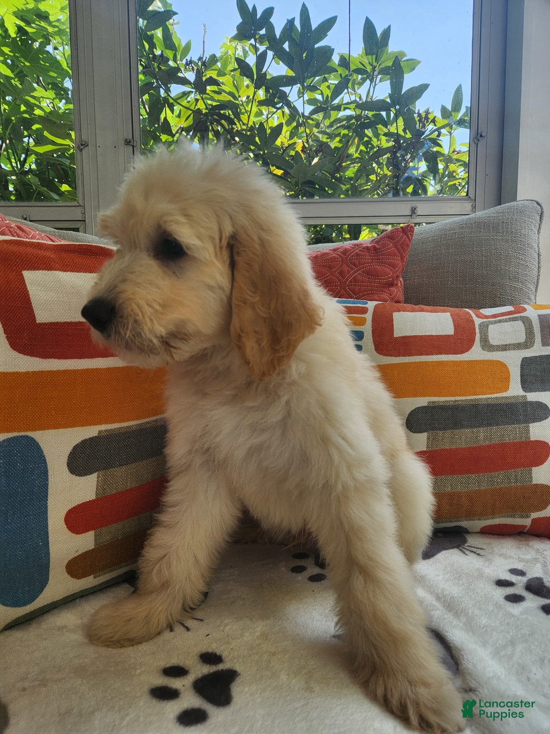Goldendoodle dogs for sale: Bagel - Image 5
