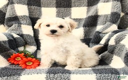 Maltipoo dogs for sale: Lucky - Image 3