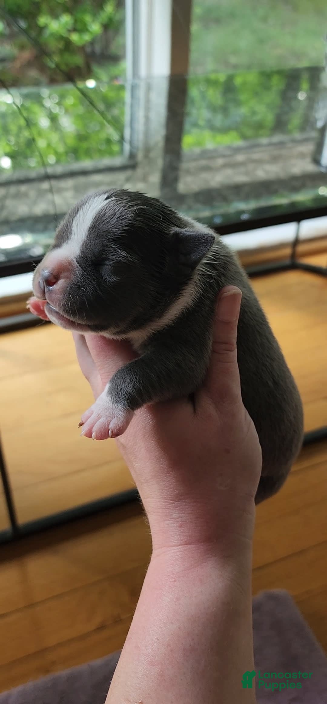 American Bully dogs for sale: Ashley - Image 13
