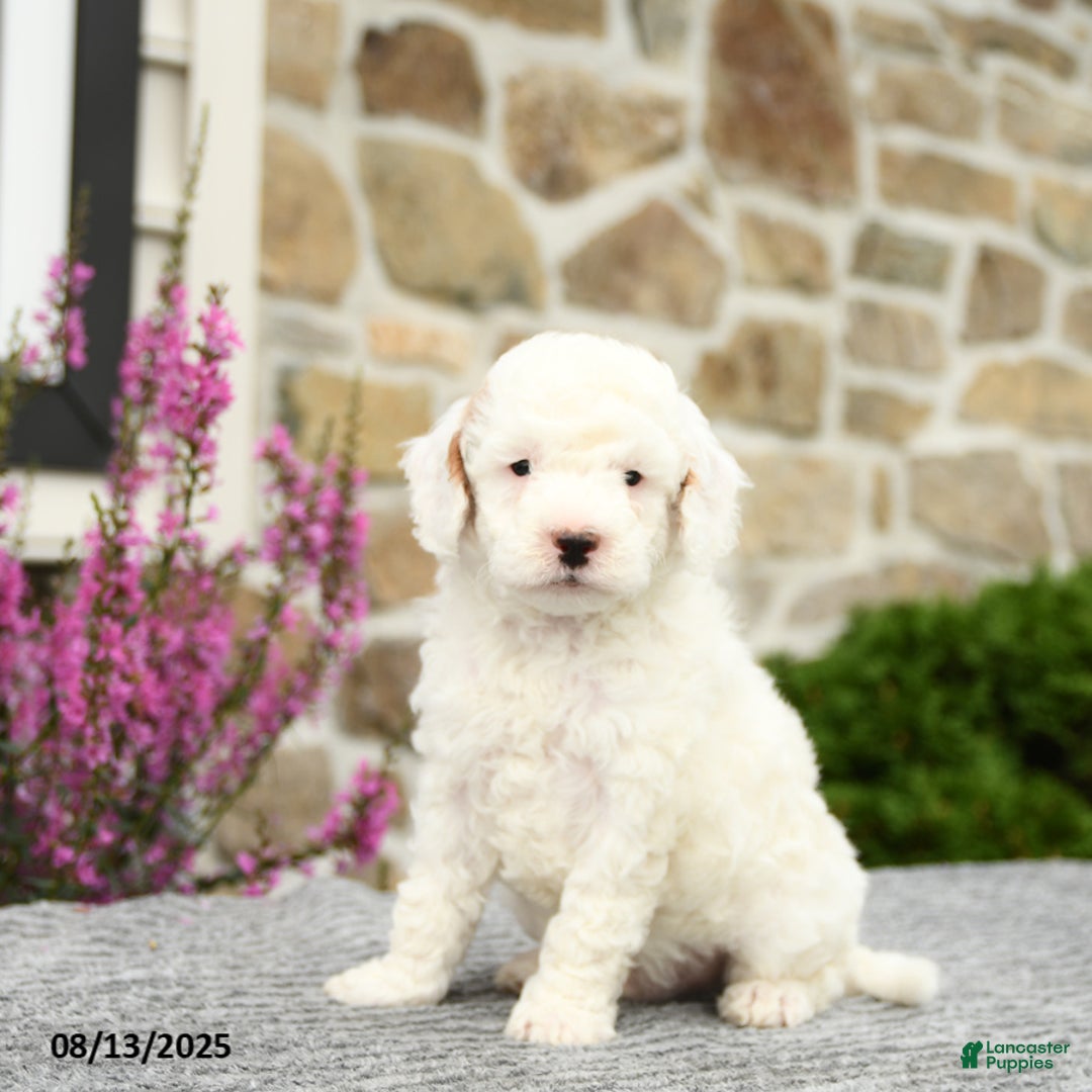 Mini Goldendoodle dogs for sale: Captain - Image 1